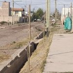 plantar arbol